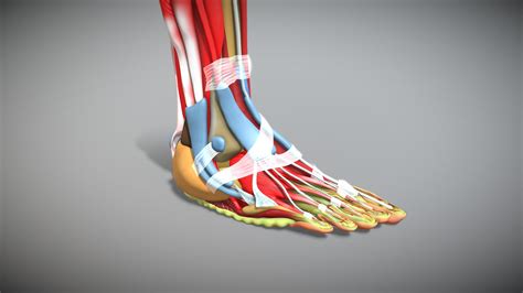 3d animation feet|Human Foot Anatomy .